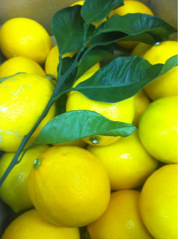 広島からレモン / Lemon from Hiroshima