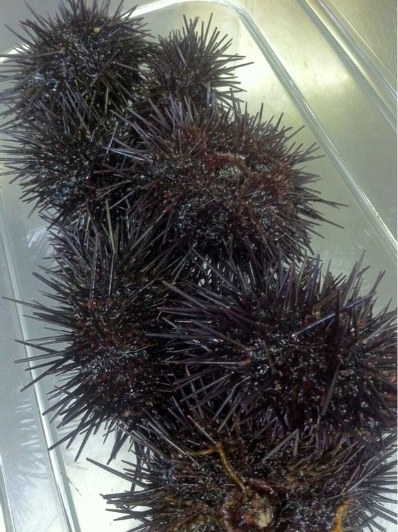 ウニ / Sea Urchin